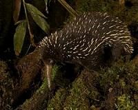 New haul of exotic animals seized in Philippines