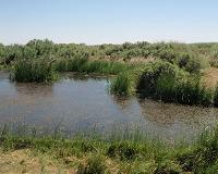 Wetlands play vital role in carbon storage, study finds