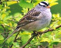 Bird Songs Change With The Landscape