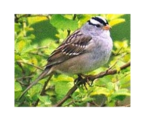Restoring Streams Helps Winter Songbirds