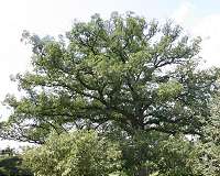 Solving the mystery of the white oak