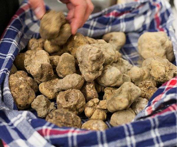 White truffles, Italy's gold, menaced by climate change