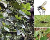 New plant species a microcosm of biodiversity