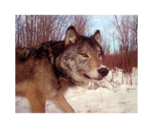 EU takes action against Sweden over wolf hunt