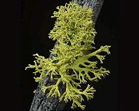 University of Montana research unveils new player in lichen symbiosis