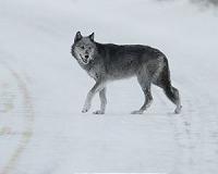 Wolf hunting begins in central Sweden