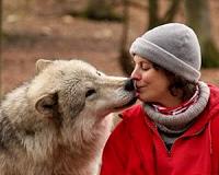 Study finds recent wolf-dog hybridization in Caucasus region