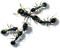 Scientists uncover substance telling ants which will become queens