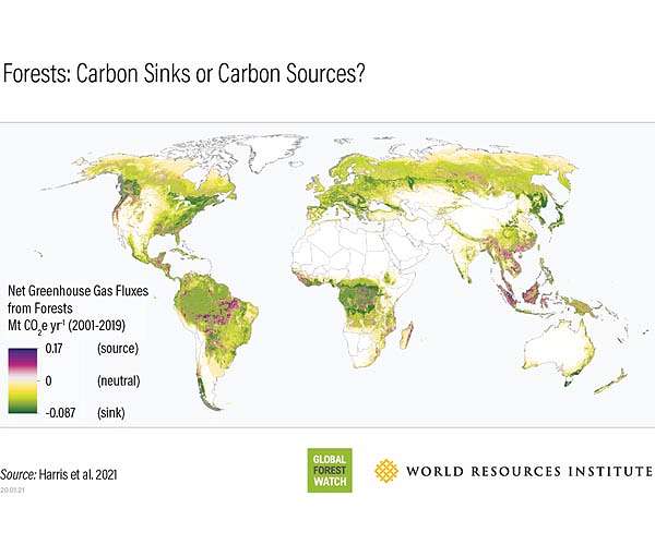 COP26 leaders vow new drive to save forests