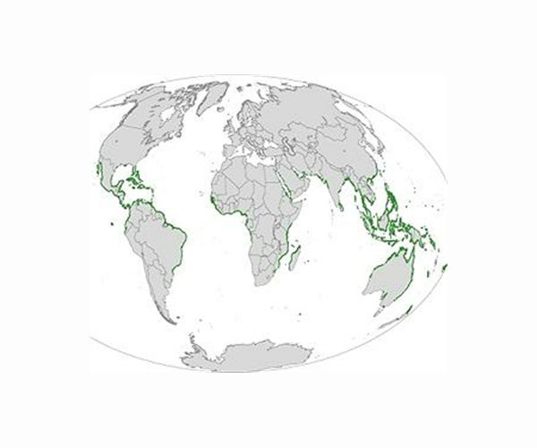 Coastal Surf Zones Identified as Key Climate Stabilizers and Biodiversity Hotspots