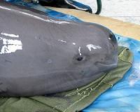 China animal protectors at cross-porpoises
