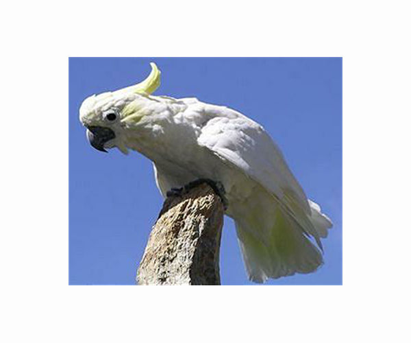 Bin-opening cockatoos enter 'arms race' with humans