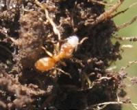 'Super ants' invading British gardens faster than ever