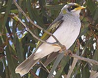 Mystery As Hundreds Of Birds Fall From Sky In Australia