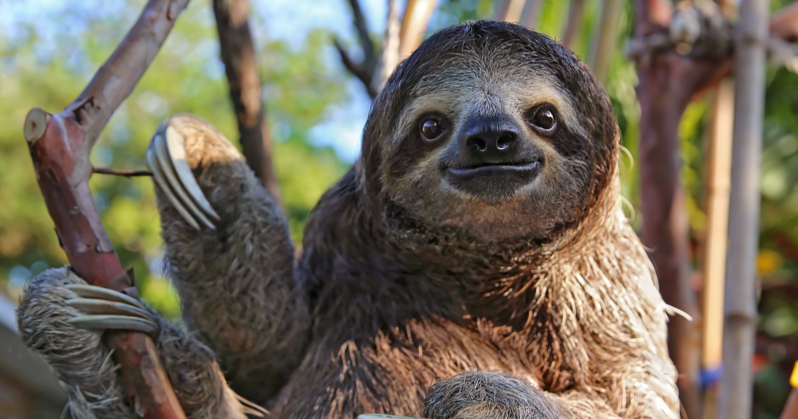 Three-toed sloths only poop about once a week, and to do it they climb all the way down from the safety of the treetops to the forest floor — one of the most dangerous things a sloth ever does — before hauling themselves back up