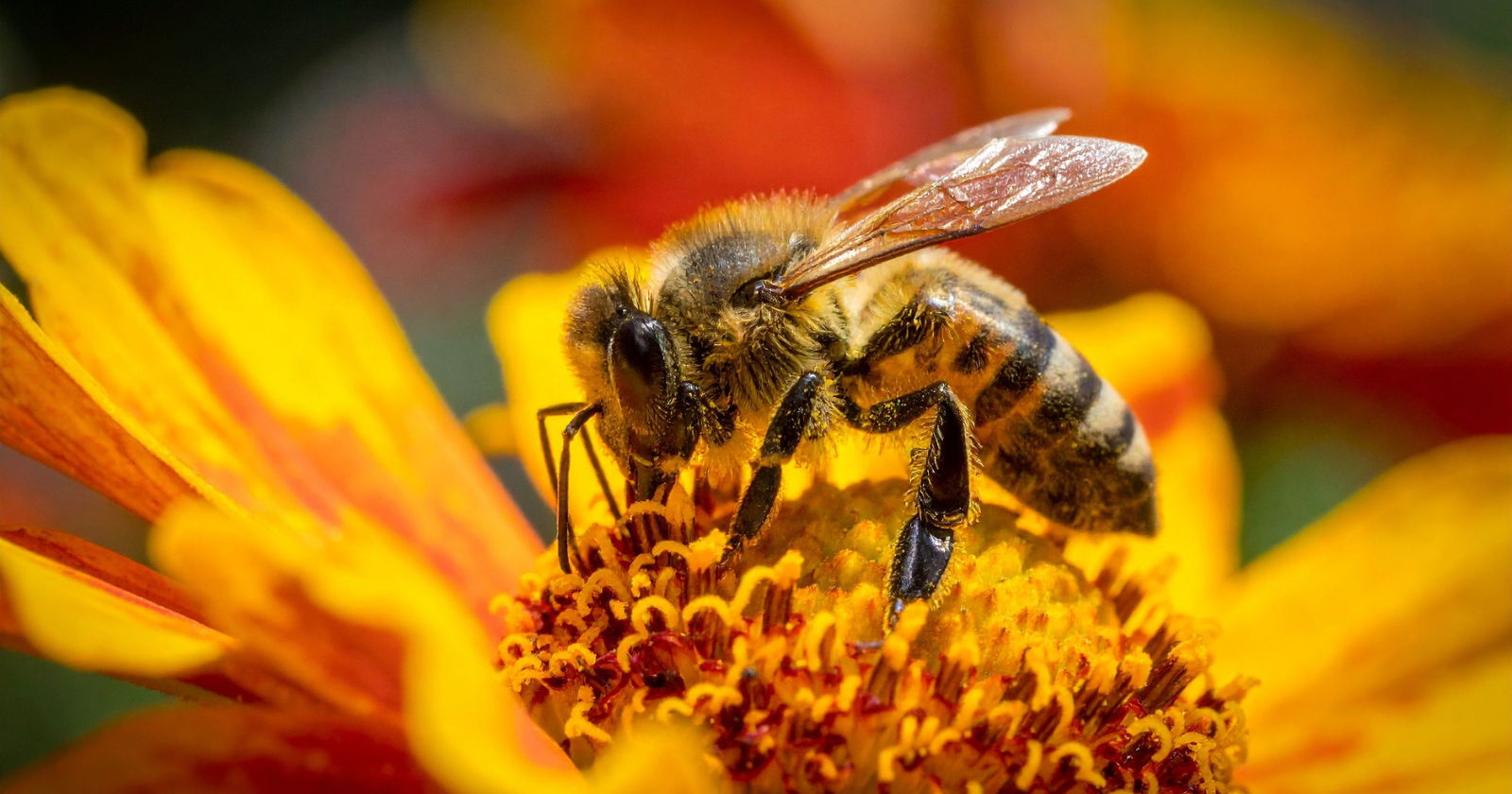 Over its whole short life a single honeybee makes only about a twelfth of a teaspoon of honey, so the honey in one jar represents the entire life's work of hundreds of bees