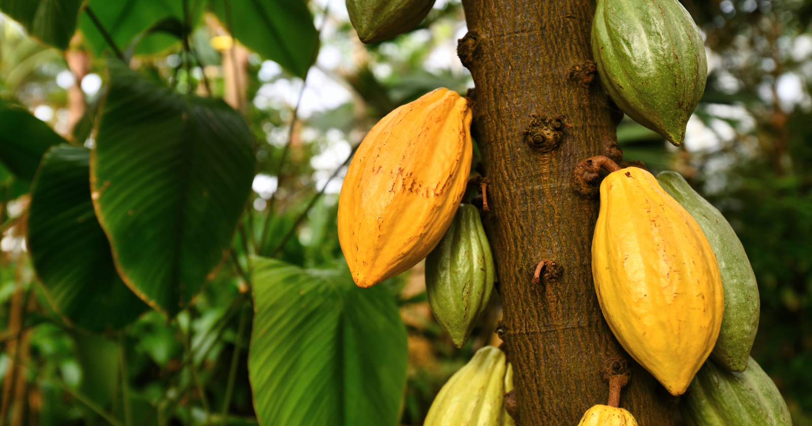 When money grew on trees: The Aztecs and Maya used cacao beans — the raw ingredient of chocolate — as everyday currency: a single tomato might cost one bean, a hen turkey around a hundred. The beans were valuable enough that people were caught counterfeiting them, moulding fakes out of dough, wax or clay and colouring them to pass as the real, chocolatey thing