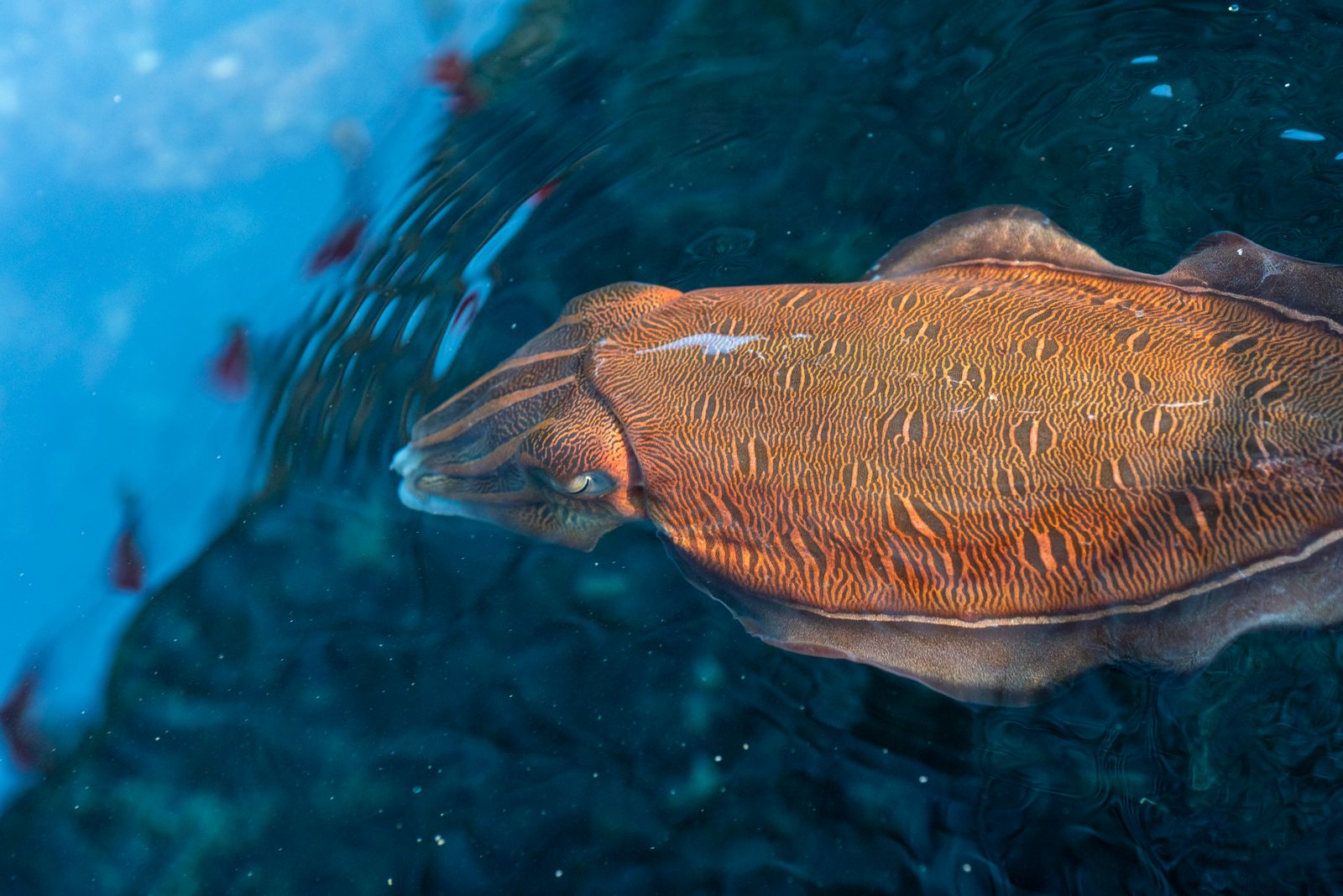 cuttlefish camouflage reef