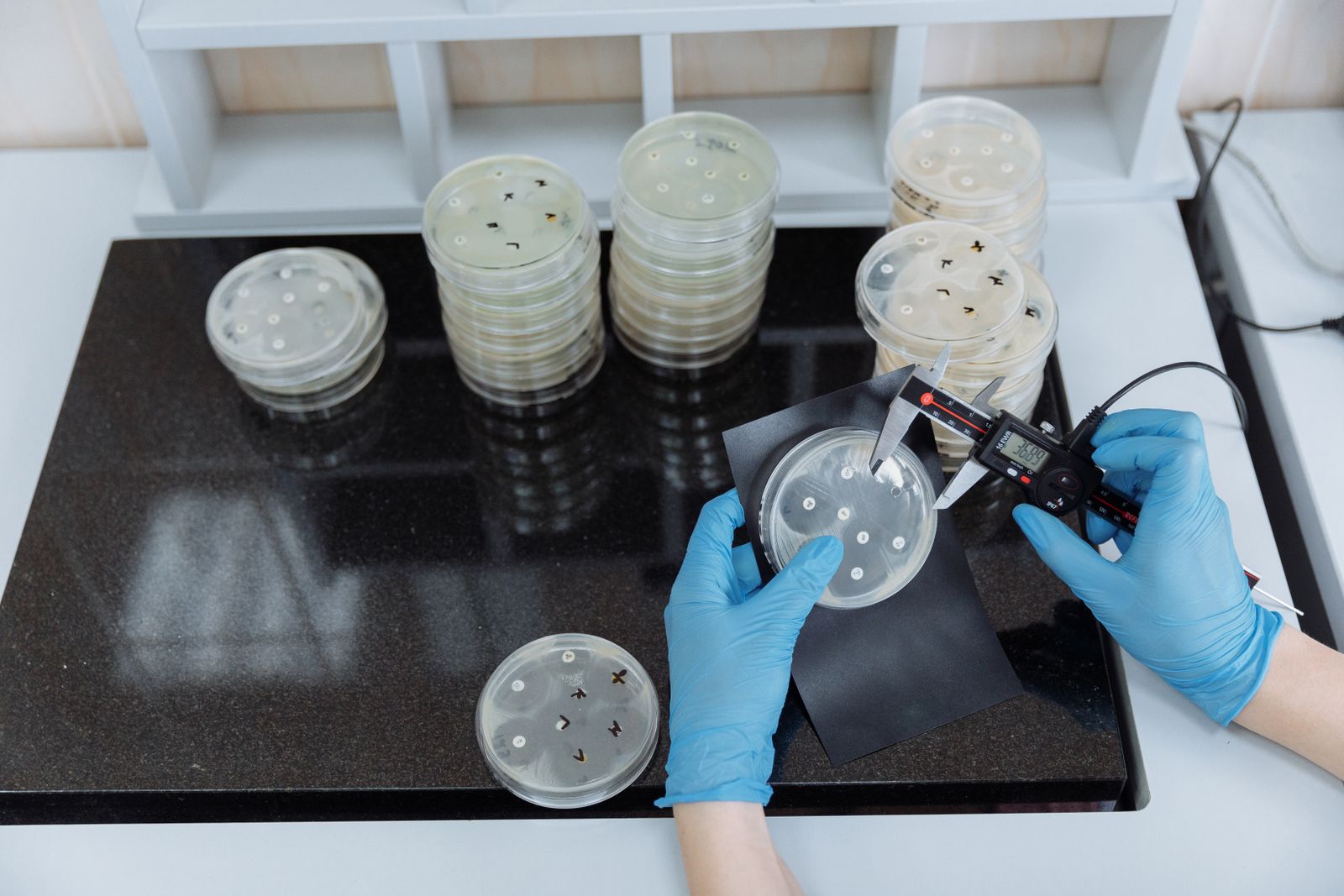 In 1928, Alexander Fleming came back from a two-week holiday to find a mould had drifted onto one of his Staphylococcus plates, and the clear ring where the bacteria had died became the accidental beginning of the antibiotic era.