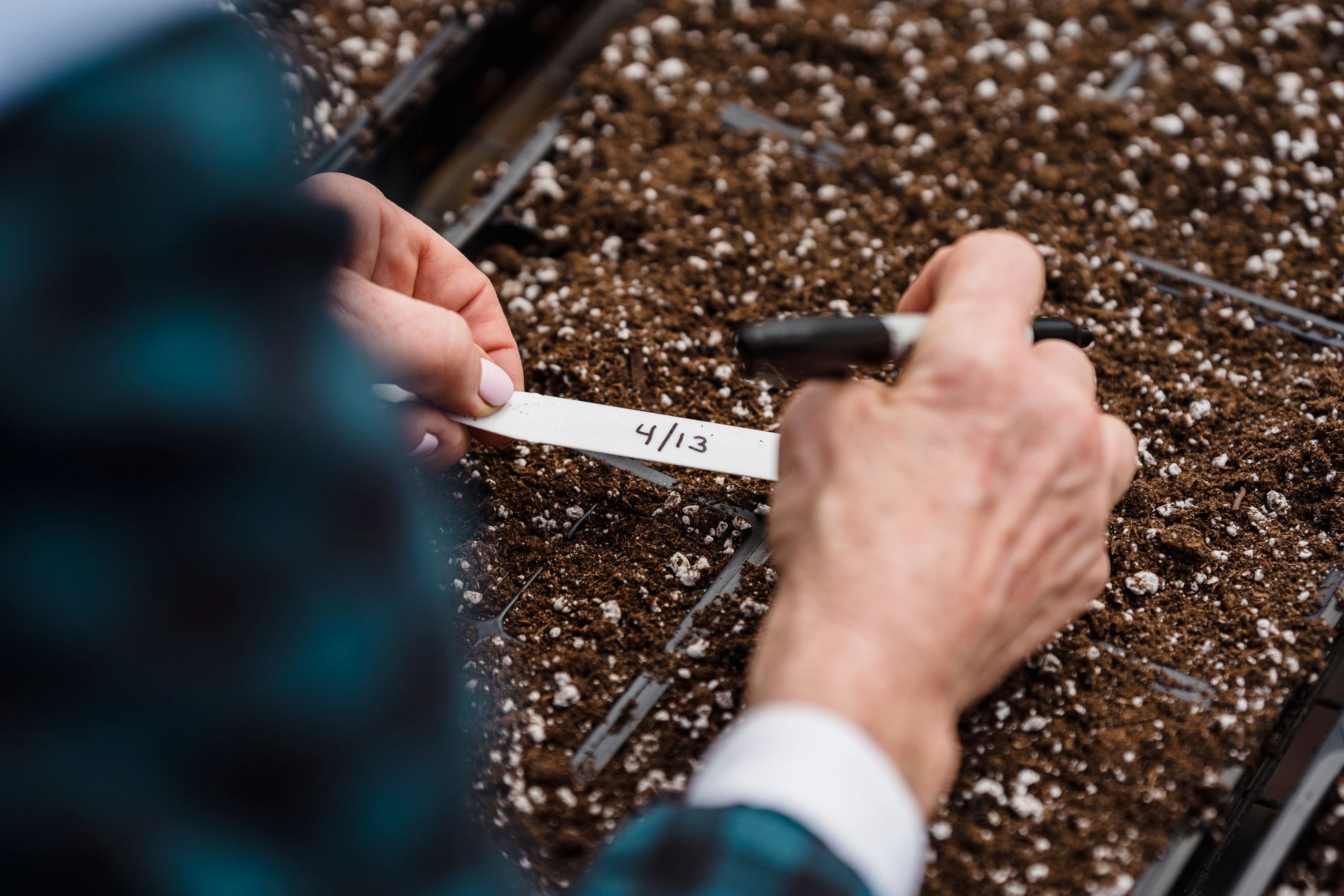 Close-up of hands labeling seed trays for gardening with April date.