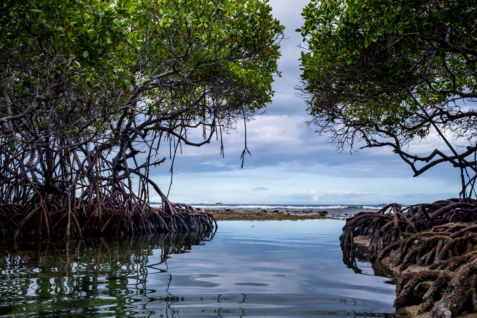 mangrove roots tidal mud