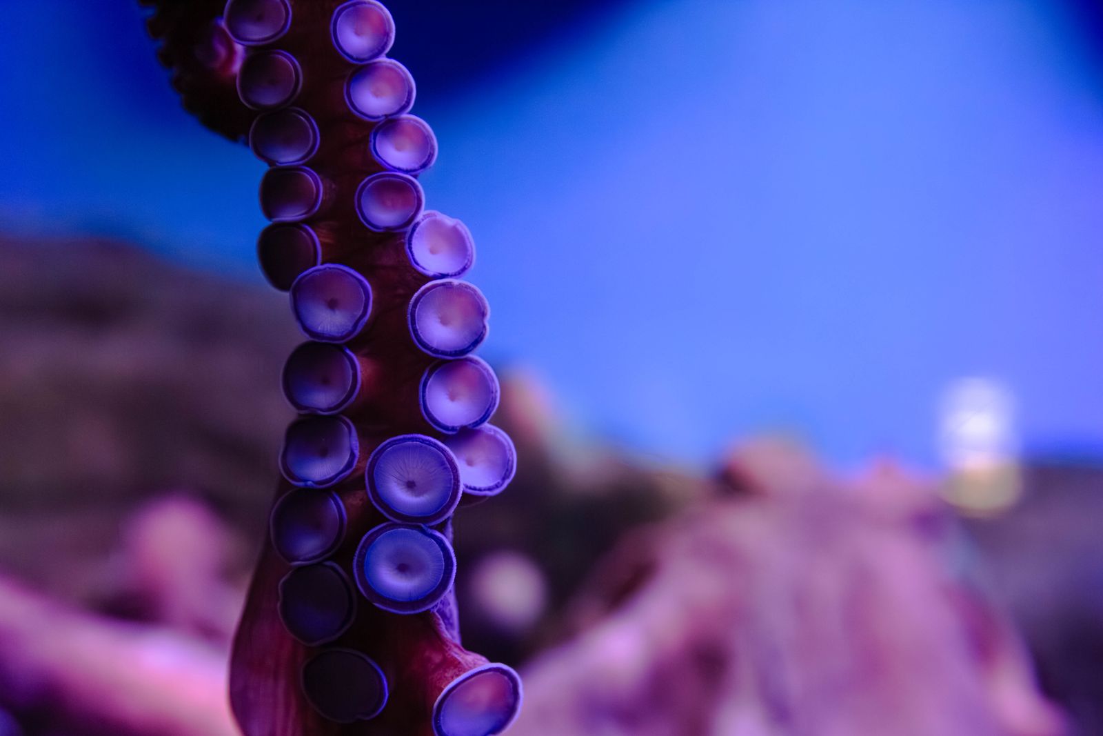 Octopuses have nine brains, three hearts, and blue copper-based blood, and roughly two-thirds of their neurons live in their arms, meaning each limb can taste, decide, and problem-solve without checking in with the central brain.