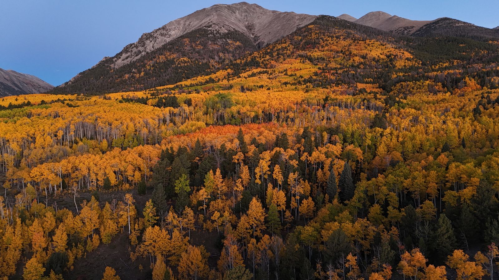 Pando, a single quaking aspen in Utah, covers 106 acres as roughly 47,000 genetically identical stems sharing one root system, making it one organism that has been quietly cloning itself for an estimated 14,000 years.