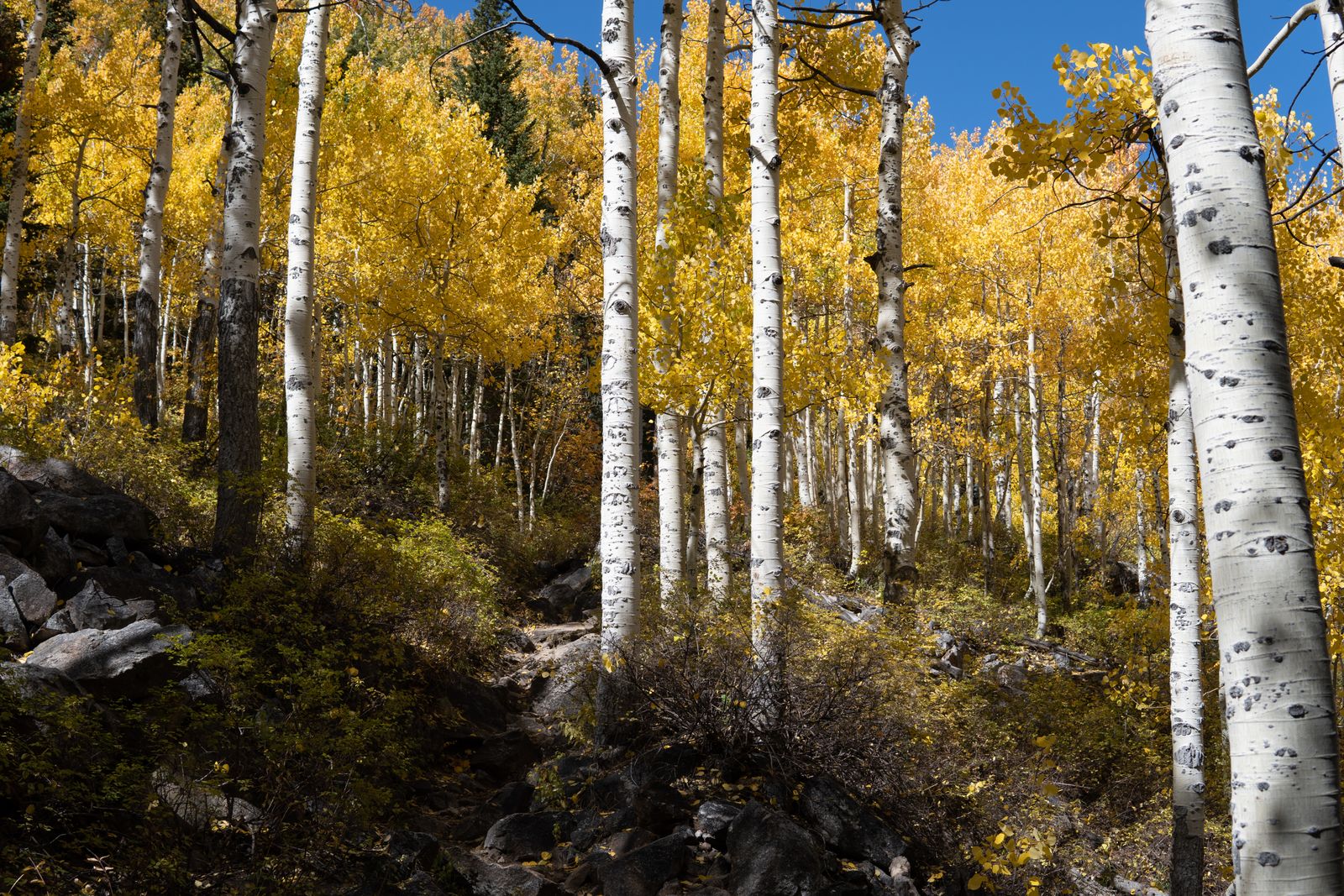 Pando aspen grove Utah