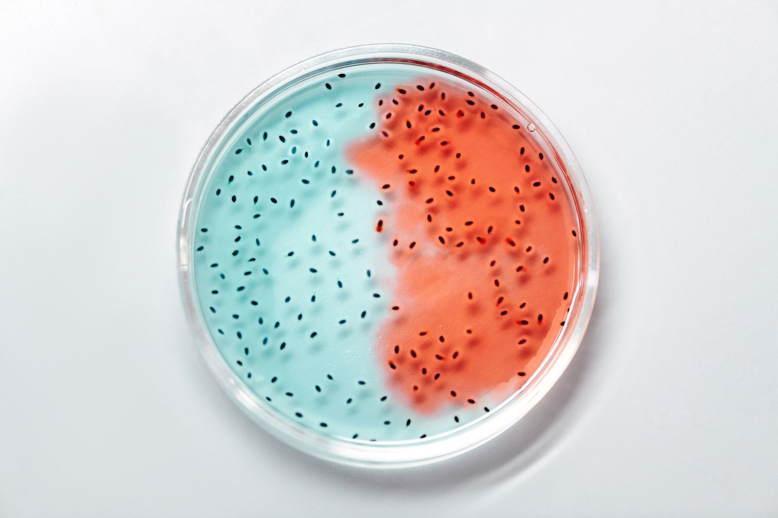 penicillin petri dish