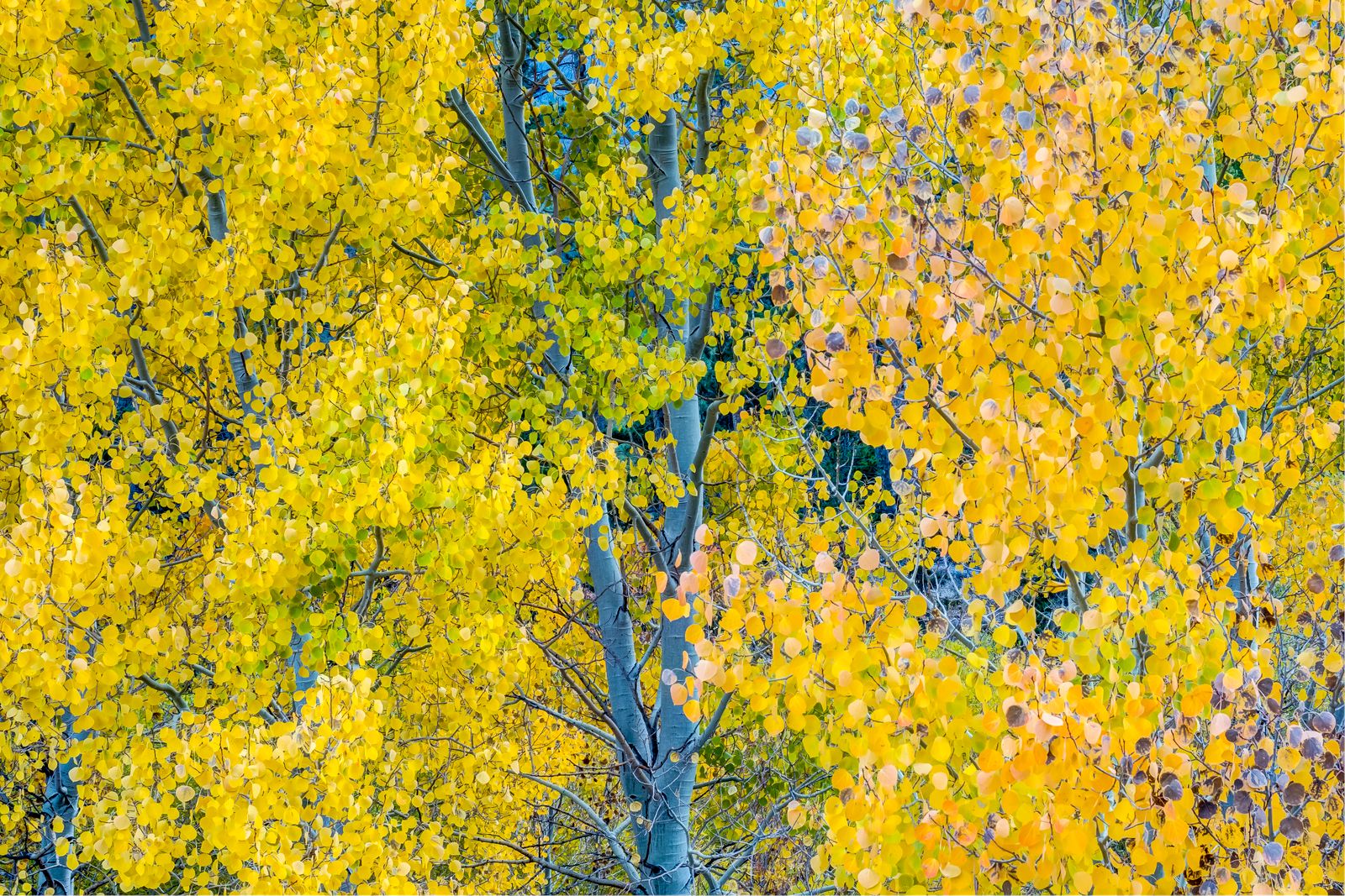 quaking aspen leaves autumn