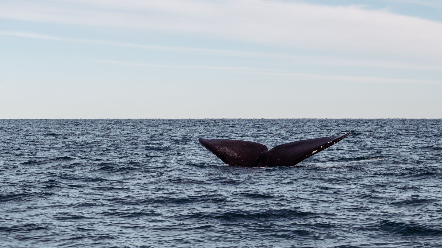 For decades, marine biologists have followed a lone whale in the North Pacific known as "52 Blue" because it sings at a frequency of 52 hertz — far higher than the great baleen whales it swims among — meaning that for its entire life it has been calling out into the dark in a voice that, as far as anyone knows, no other whale has ever answered