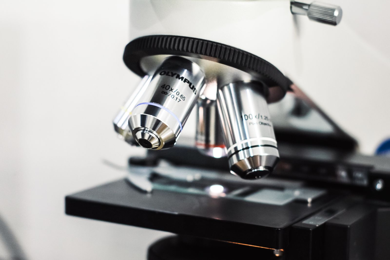 tardigrade microscope