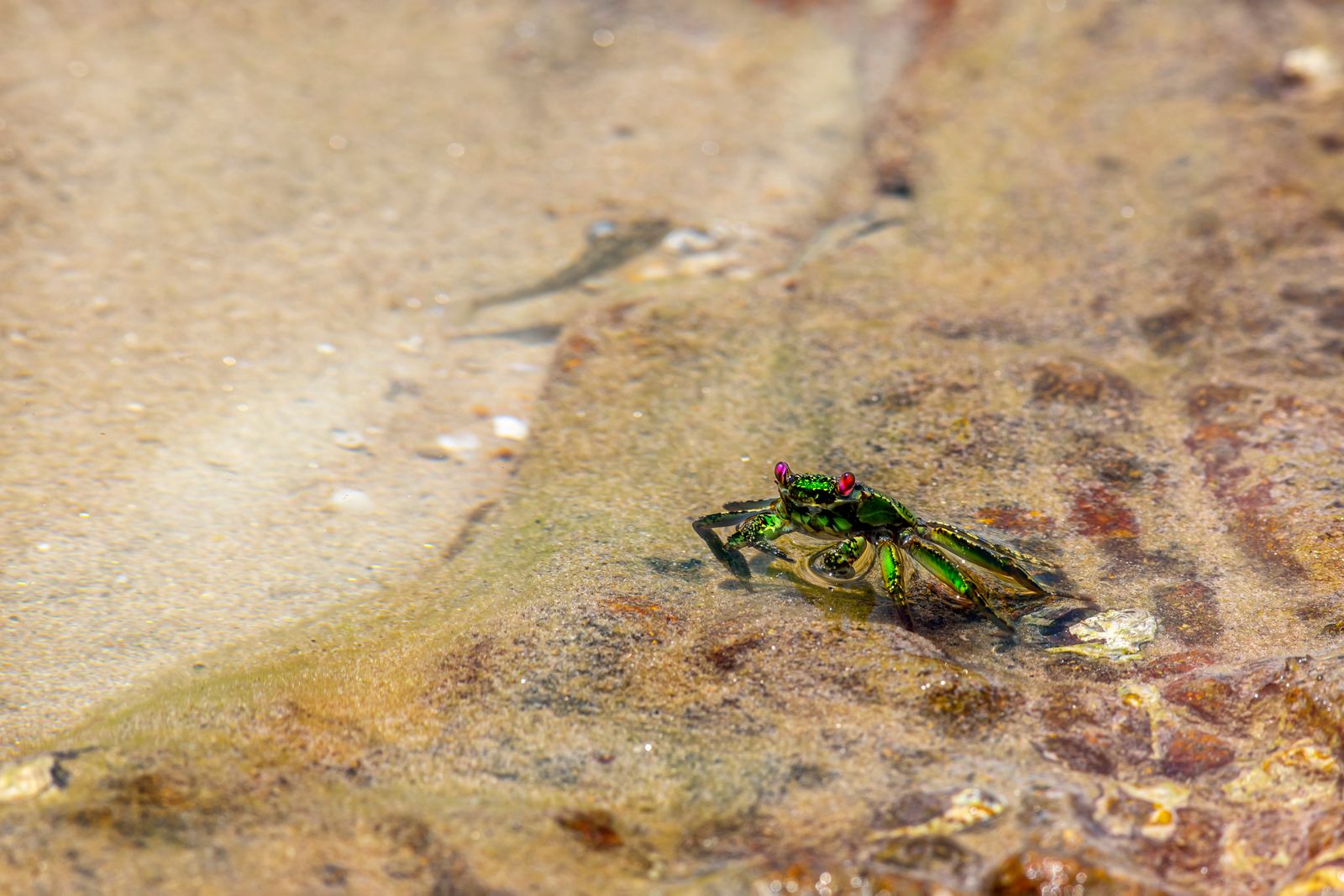A parasitic barnacle called Sacculina injects itself into a crab, grows a root system through its host's body, and chemically rewires the crab's brain to care for the parasite's eggs as if they were its own, even castrating male crabs so they behave like females tending a brood.