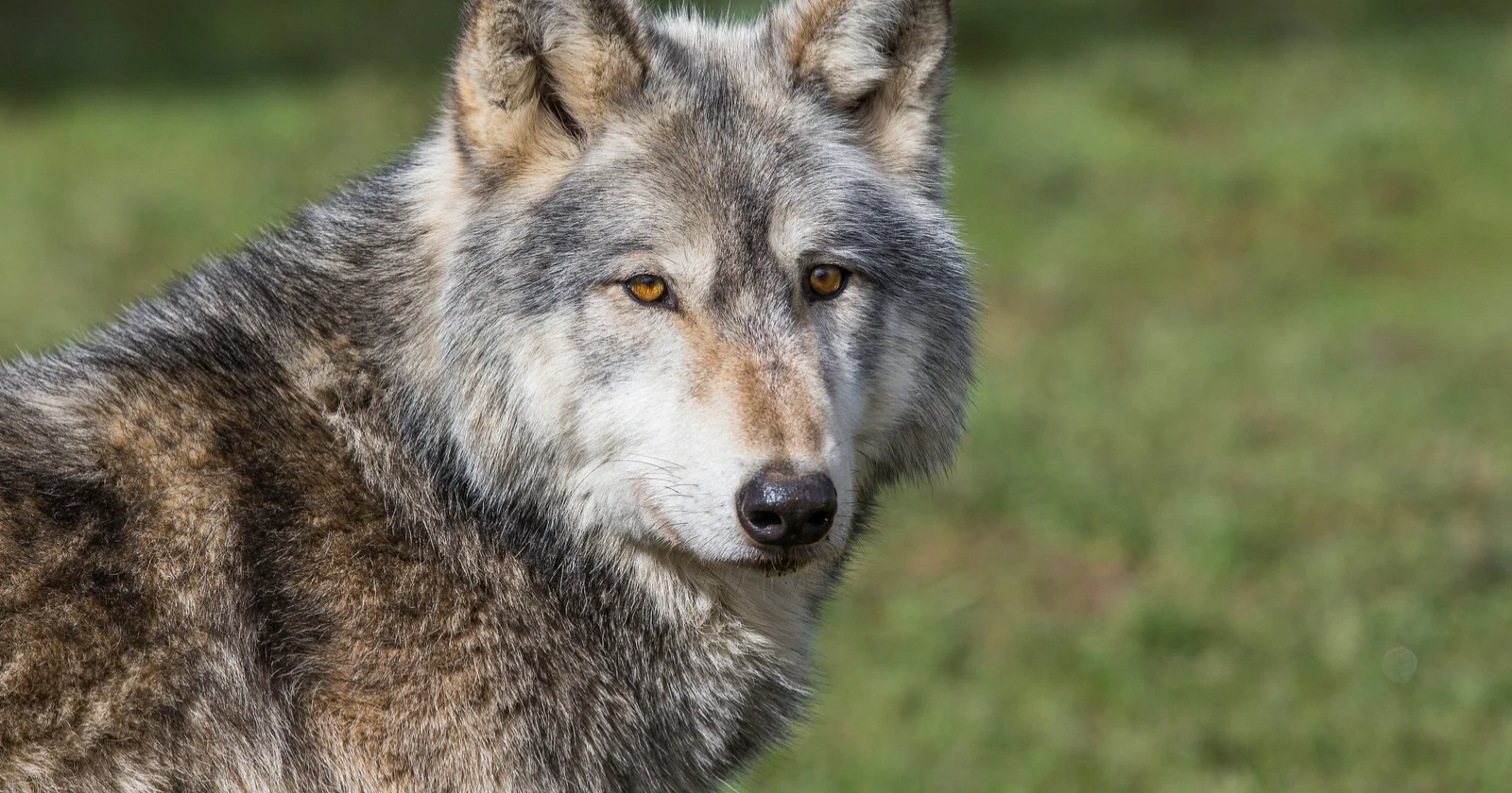 Yellowstone's returning wolves became famous for supposedly restoring forests and even reshaping rivers, but long-term research suggests the real ecological story is much more complicated