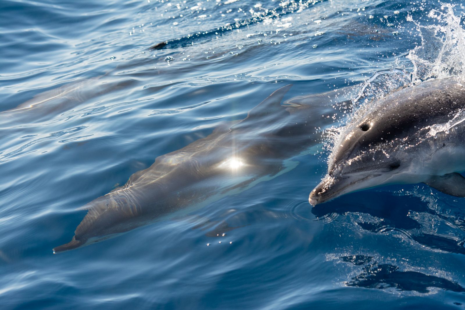 In 1965, a bottlenose dolphin named Peter was taught to mimic English words in a flooded Caribbean house where researcher Margaret Howe Lovatt lived waist-deep in seawater with him for 10 weeks, and the dolphin learned to blow air through his blowhole to shape recognisable versions of 'hello' and 'ball'.