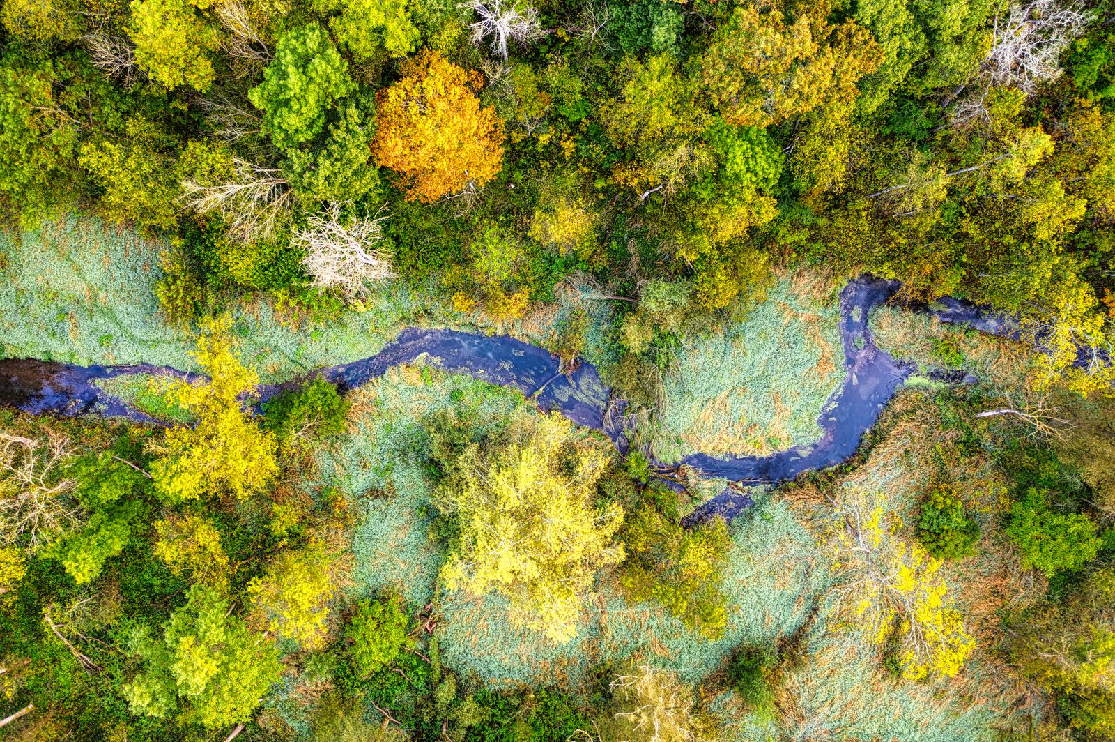 How does a rodent felling saplings across a headwater stream raise a valley's water table by a metre or more and store measurably more carbon in the wet sediment behind its dams than the trees it cut down?