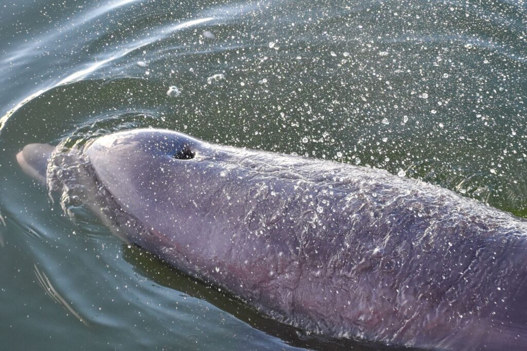 In 1960, a bottlenose dolphin named Peter was taught to mimic English words in a flooded Caribbean house where researcher Margaret Howe Lovatt lived waist-deep in seawater with him for 10 weeks, and the dolphin learned to blow air through his blowhole to shape recognisable versions of 'hello' and 'ball'.