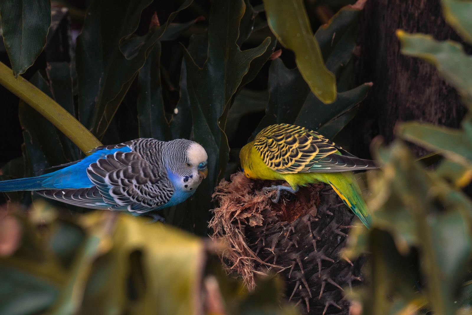 kakapo flightless parrot
