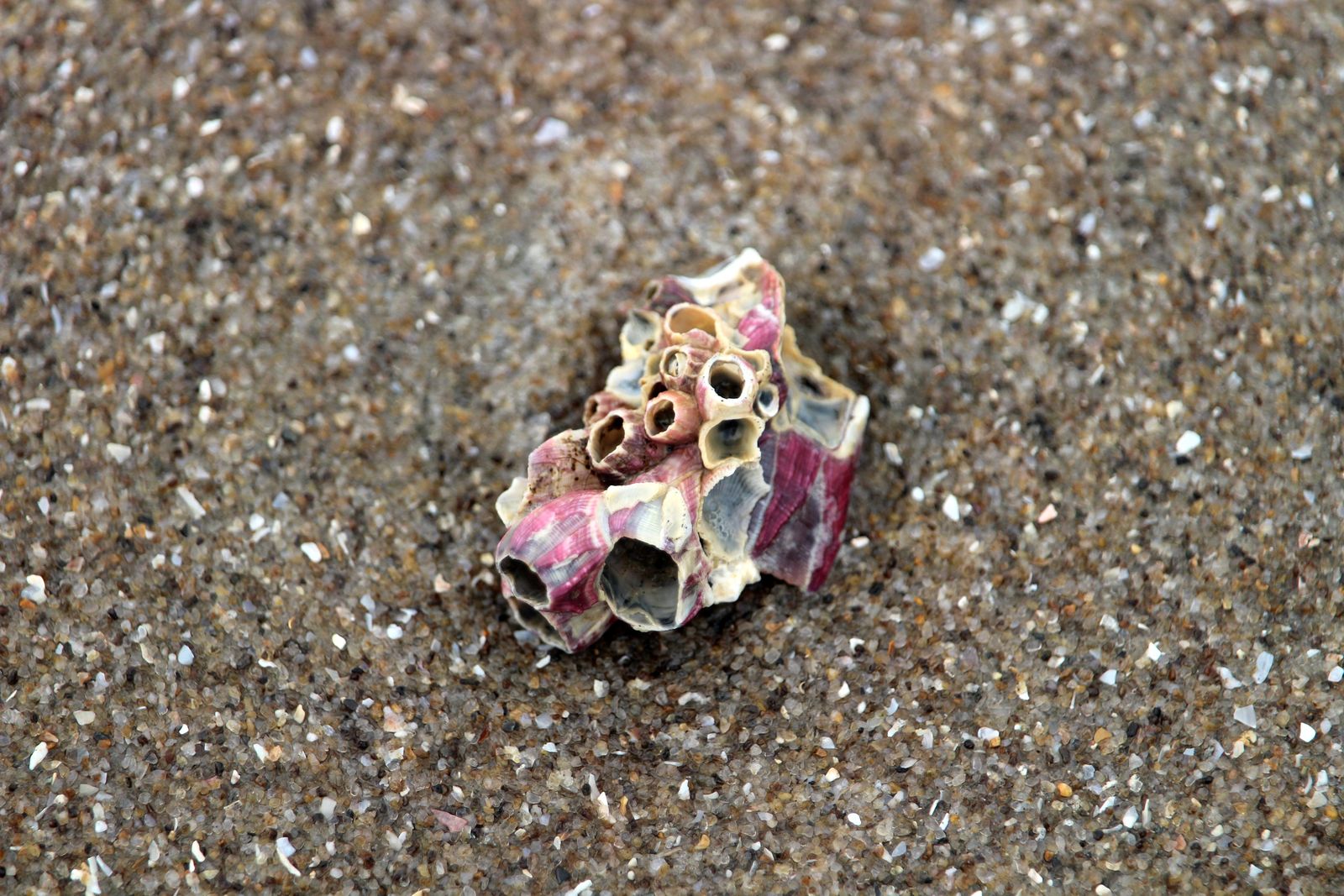parasitic barnacle diagram