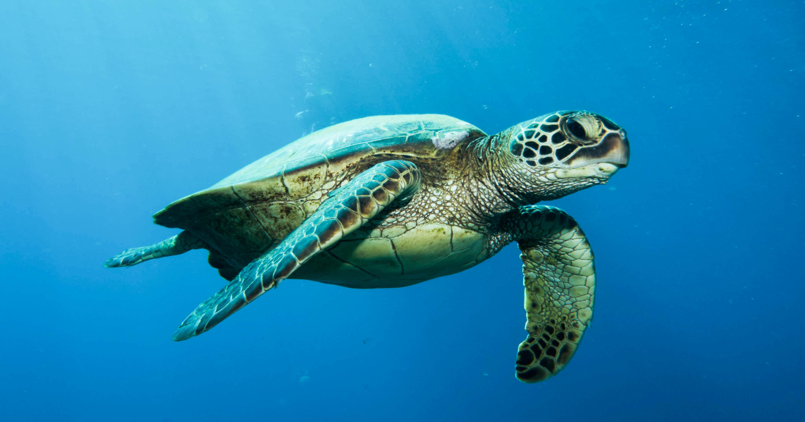 On Hutchinson Island, Florida, a nuclear plant's intake canal delivered 921 sea turtles to the screens in a single year — 557 of them green turtles — and crews put 97.7 per cent back in the Atlantic alive, as they have with more than 20,000 turtles since 1976.