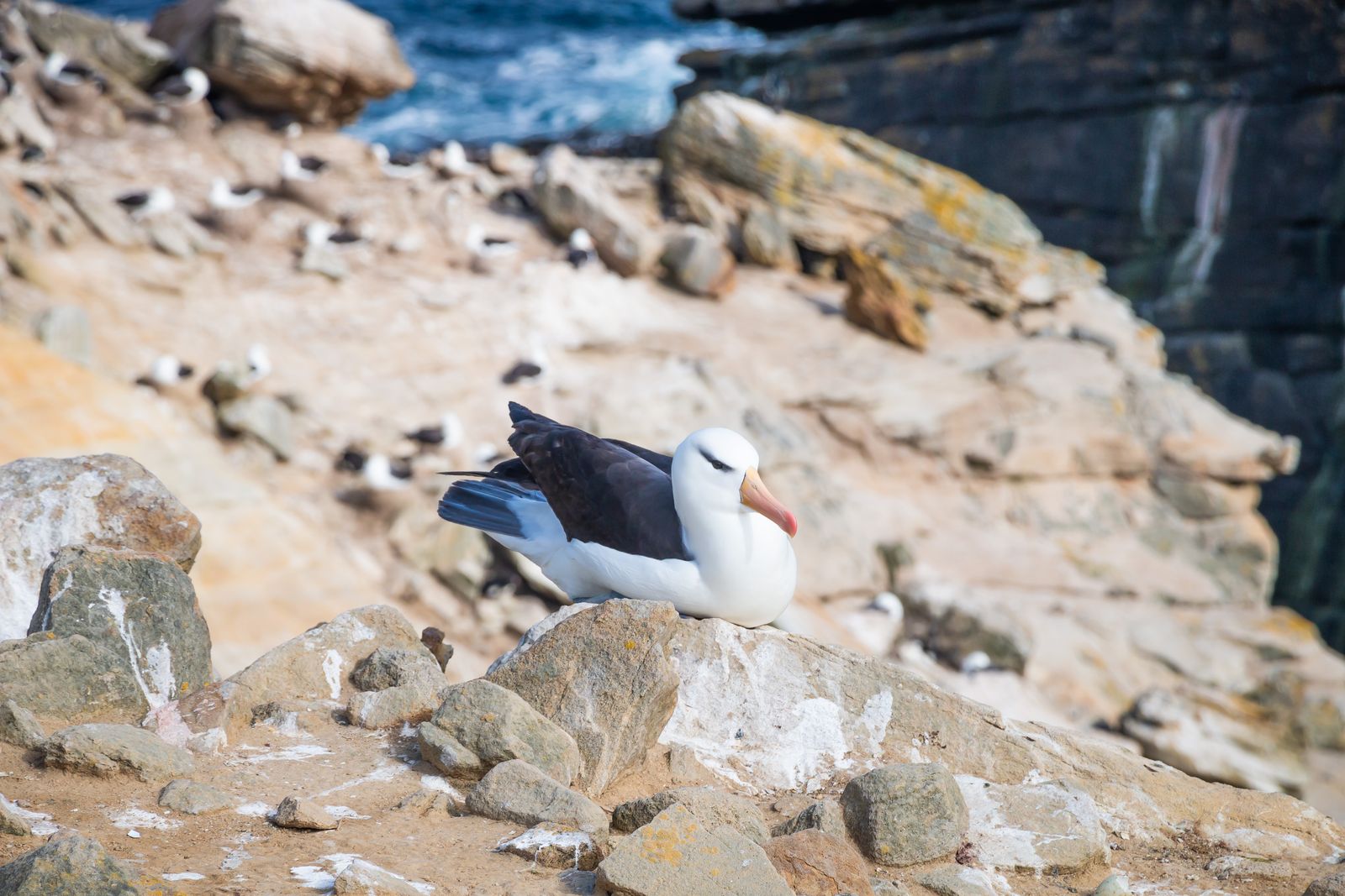 seabird colony island