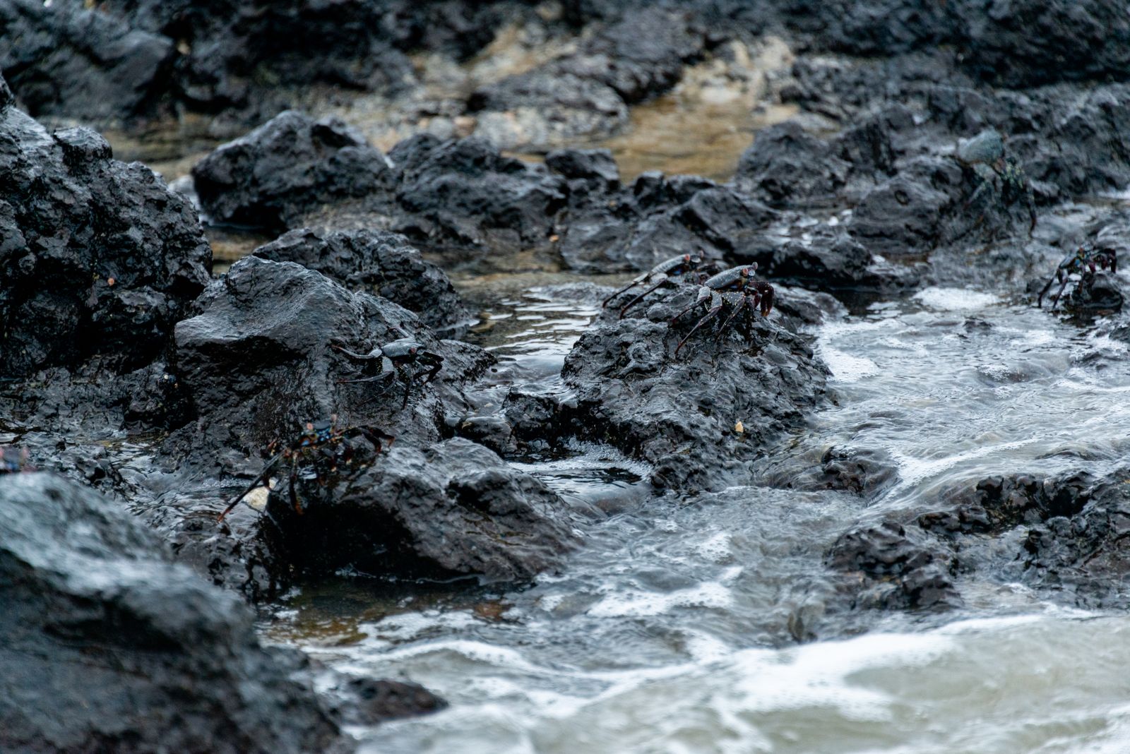 shore crab tide pool