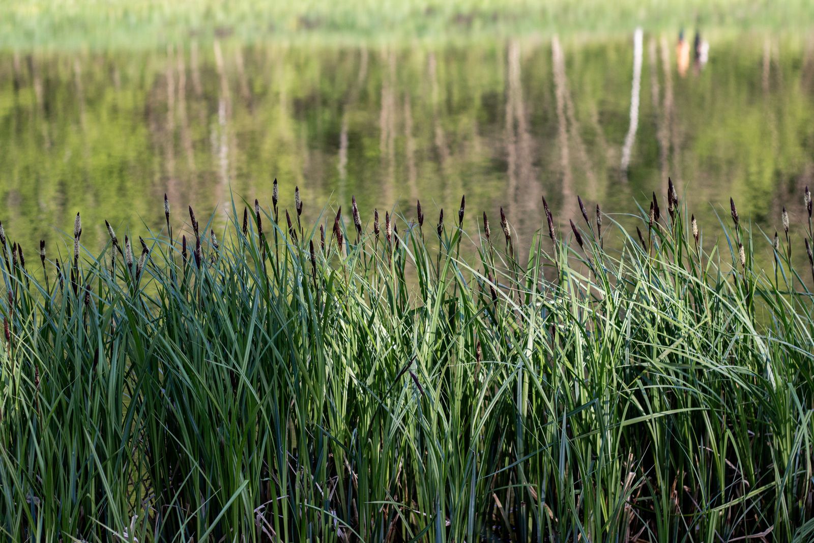 wet meadow sedge willow