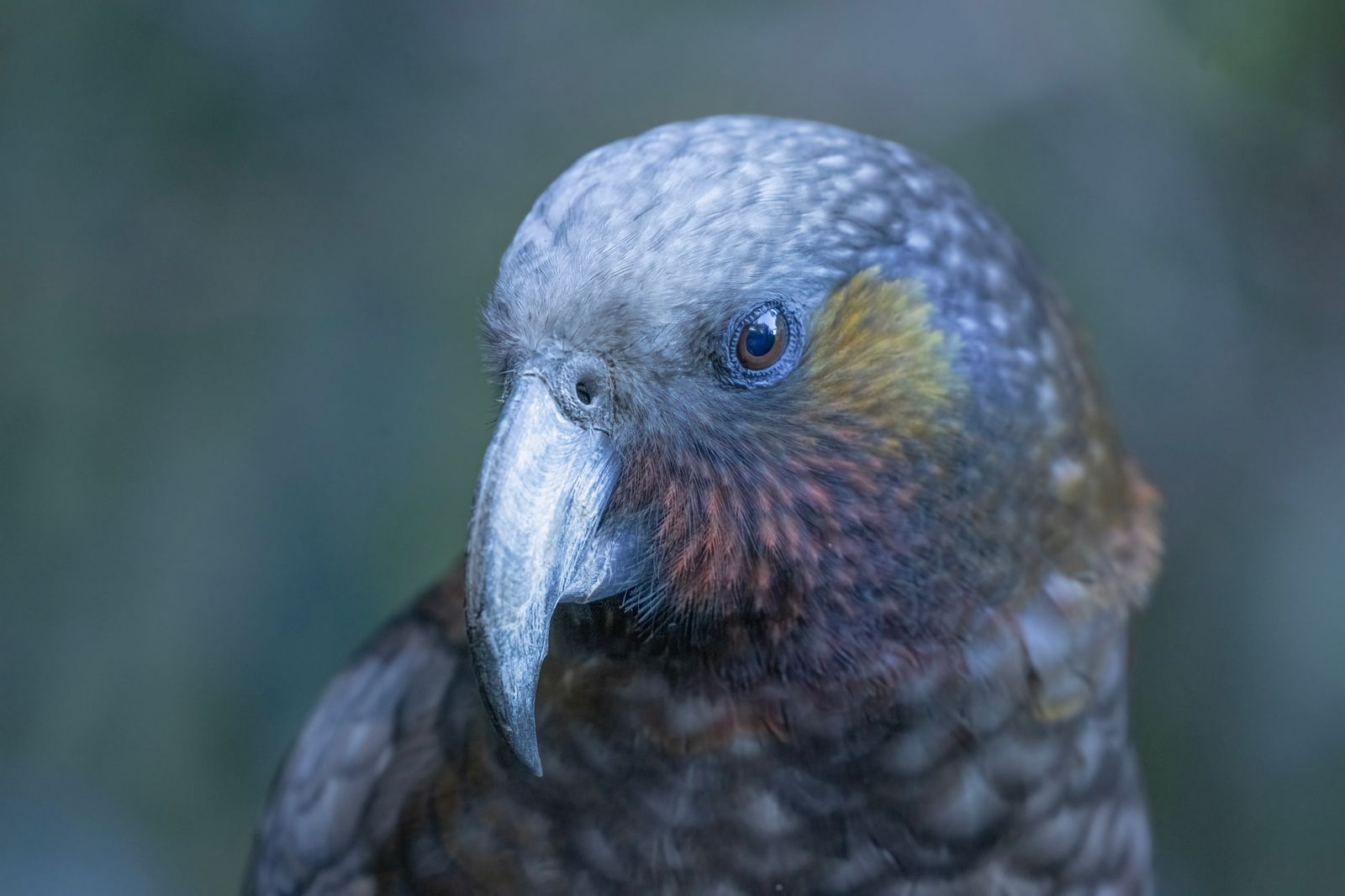 What happened when a Pacific archipelago cleared rats and stoats from 117 offshore islands and let seabirds, flightless parrots, and giant crickets return to ground they had not touched in 150 years?