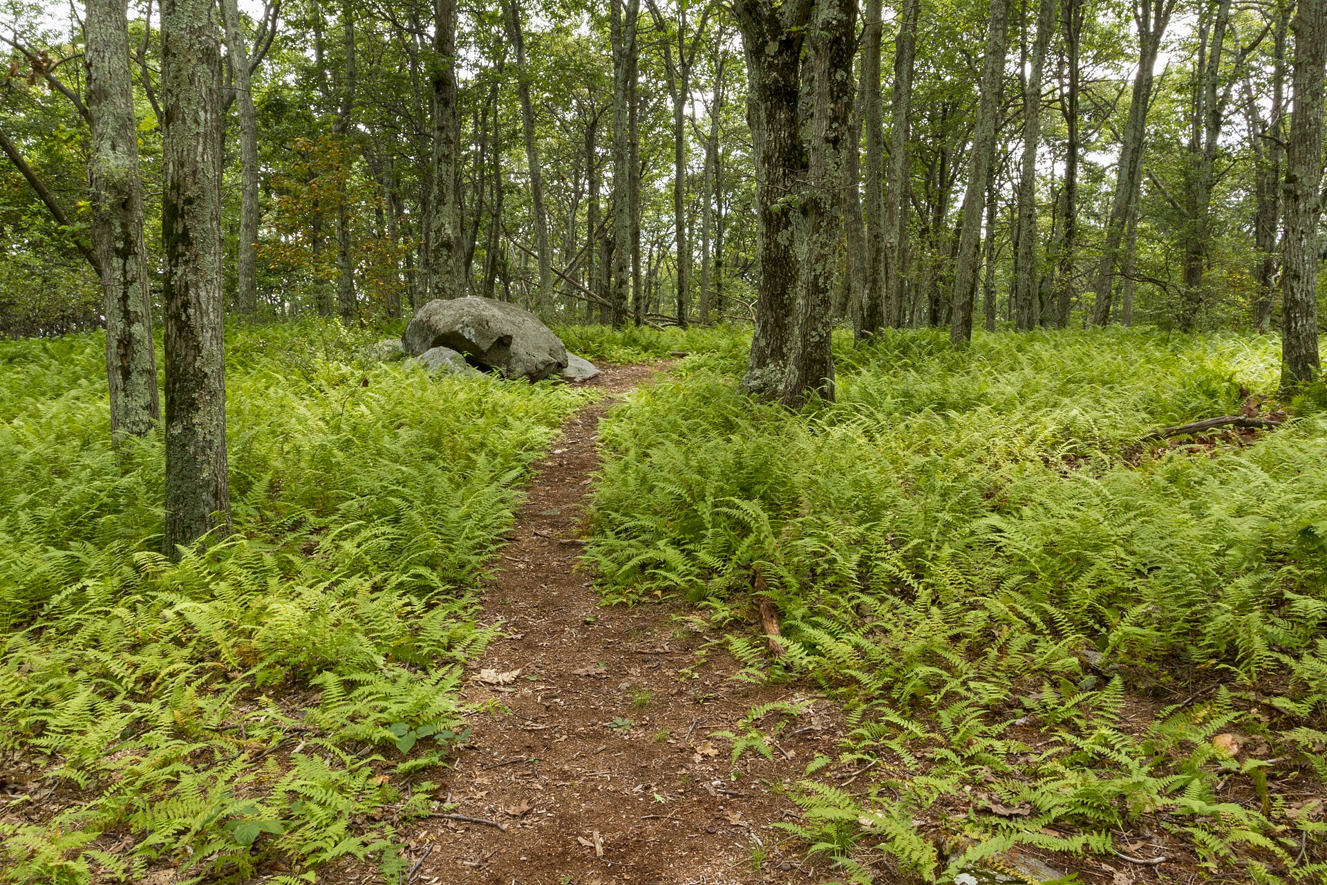 A 91-year-old hiker known as Grey Beard has walked the entire Appalachian Trail end to end, reported as the oldest person to do it, PBS NewsHour reports — the full length rather than sections, at an age when most thru-hikers have long stopped