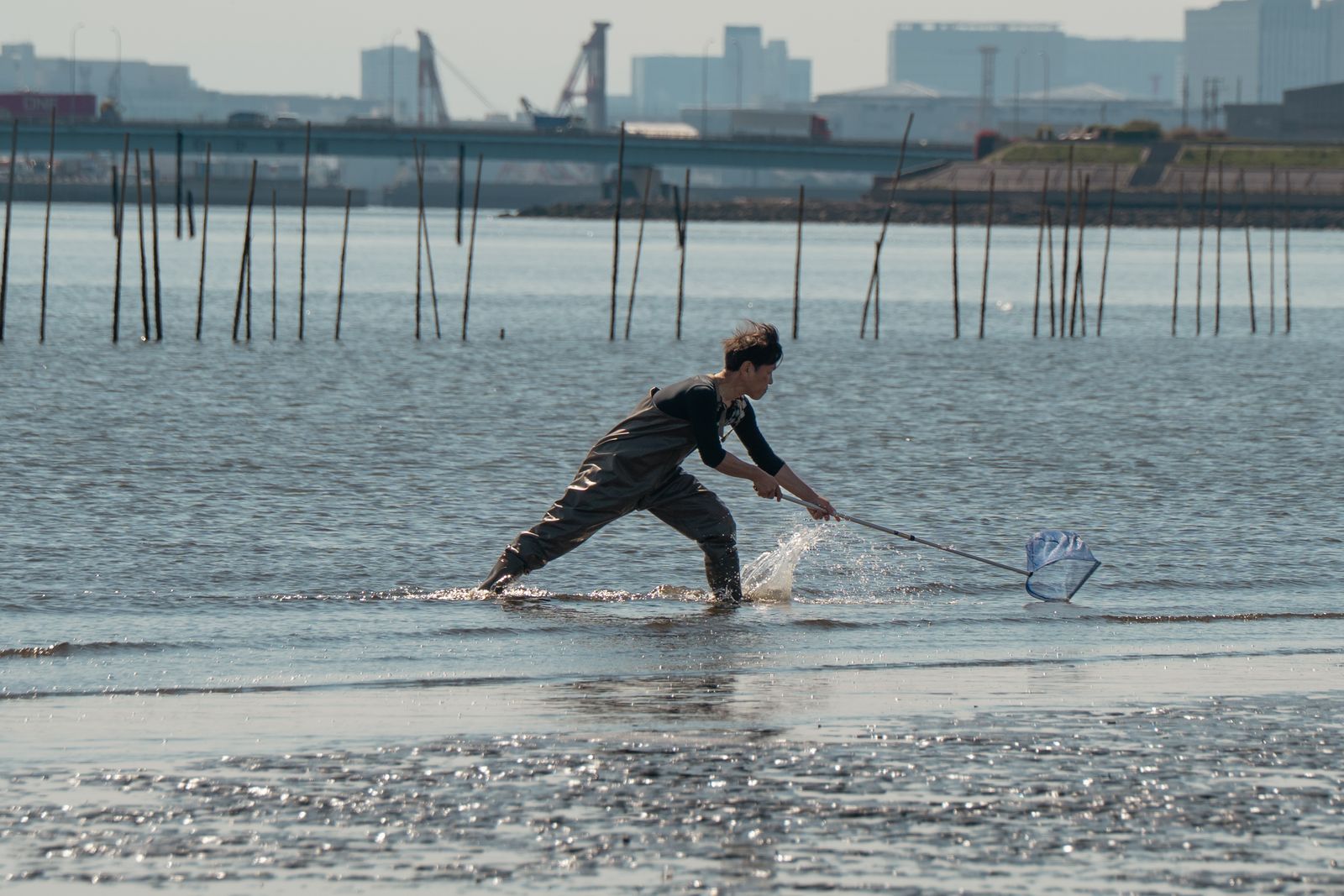 Chesapeake Bay trawl net