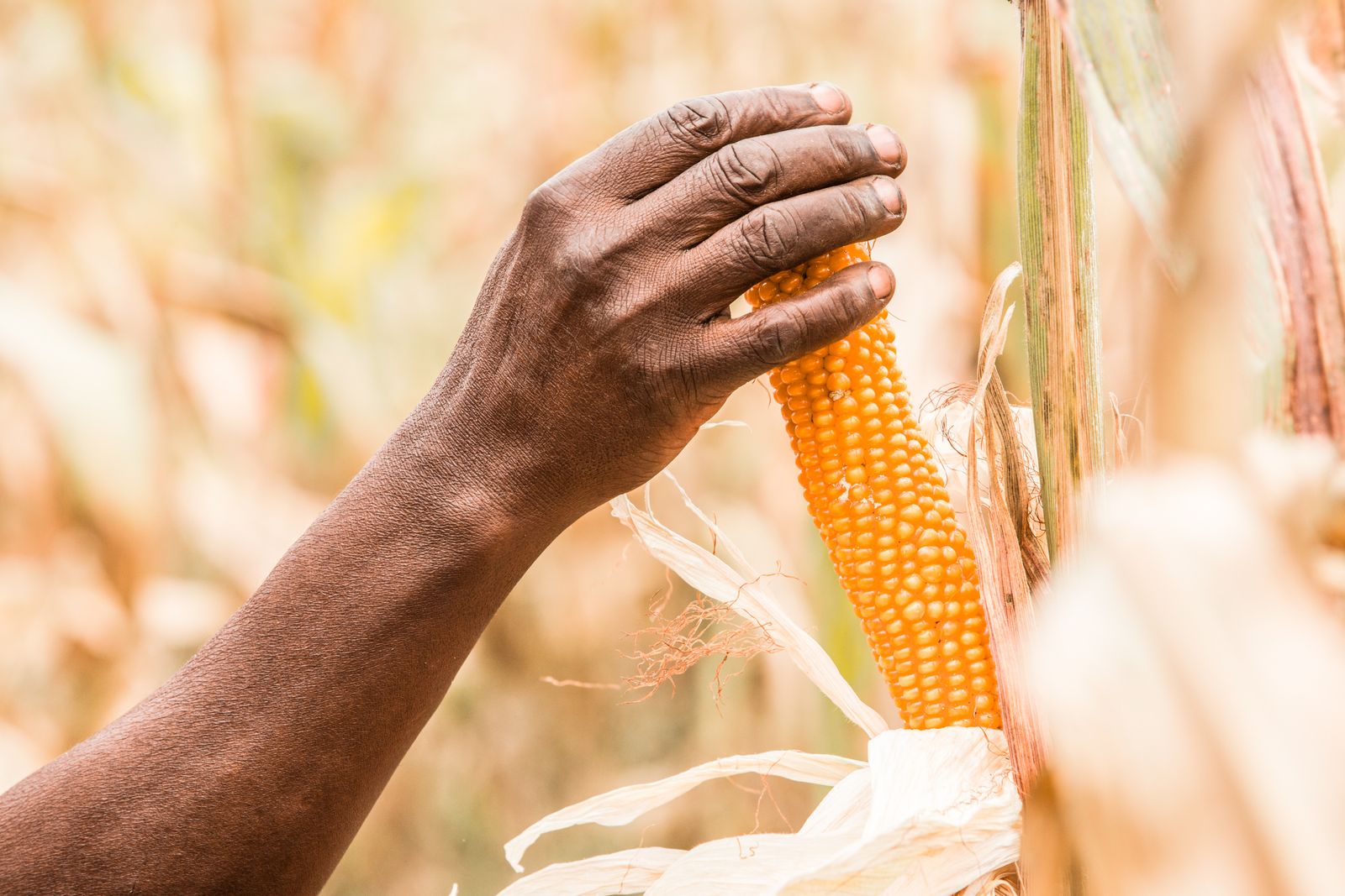 farmer inspecting maize field