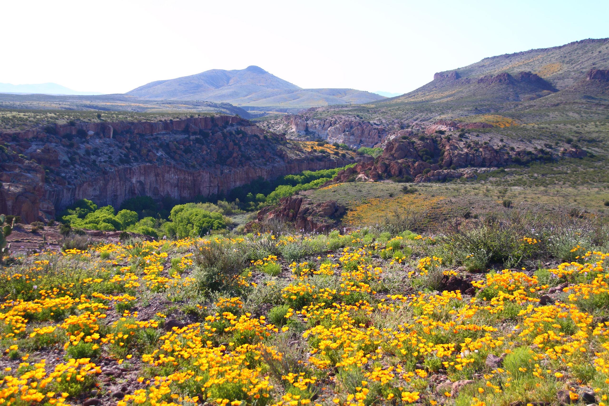 Nearly 11,000 acres along the Mimbres River in southwestern New Mexico became a new Wildlife Management Area this month, carrying pre-1907 water rights and critical habitat for the yellow-billed cuckoo and Chiricahua leopard frog after Trust for Public Land closed the ranch with the state.