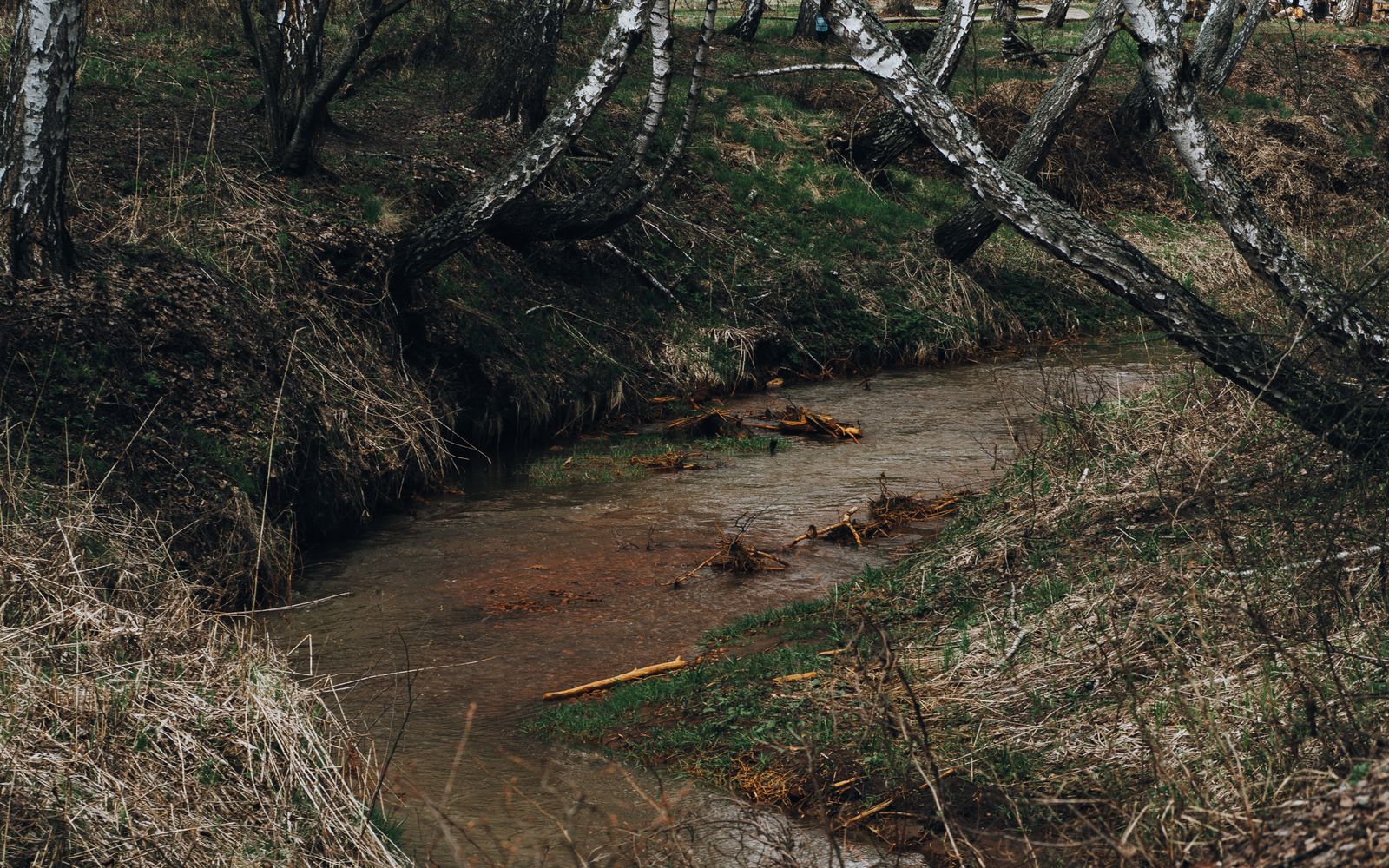 Sea lamprey control has quietly become an integrated pest-management system: lampricides, physical barriers, pheromone-baited traps and sterile-male releases, refined over decades of adaptive trials against a parasite that filter-feeds for years as larvae before turning on native fish.