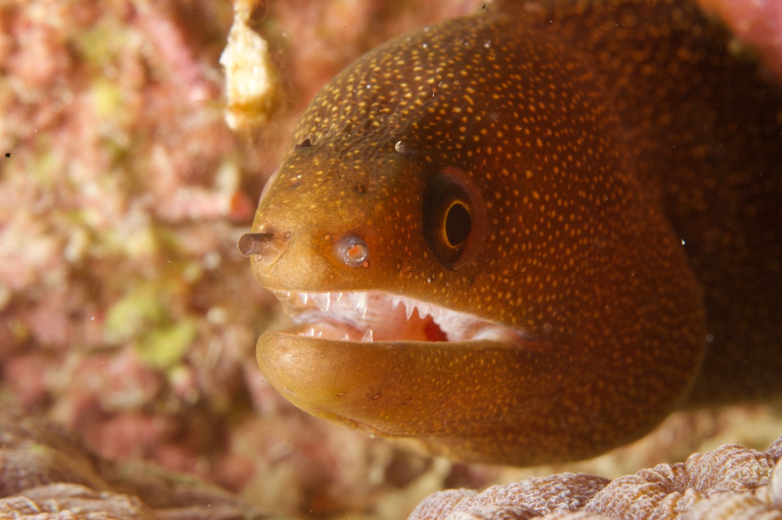 sea lamprey mouth